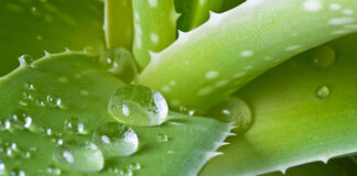 aloes