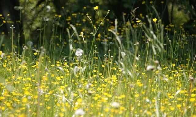 Pyłki traw często są przyczyną reakcji alergicznych