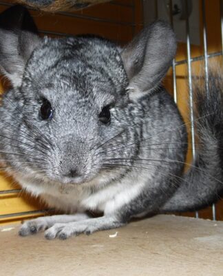 Czego nie lubią szynszyle?