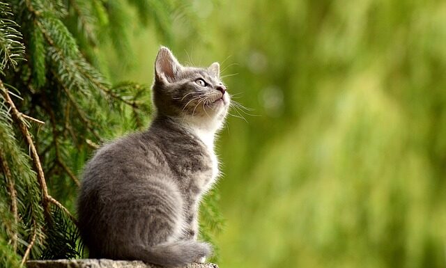 Na co działa szare mydło?