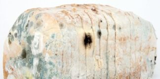Jak zdezynfekować nożyczki?